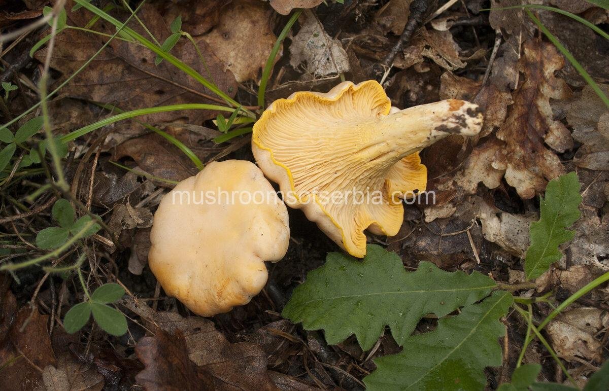 Pale Chanterelle - Cantharellus pallens Photo