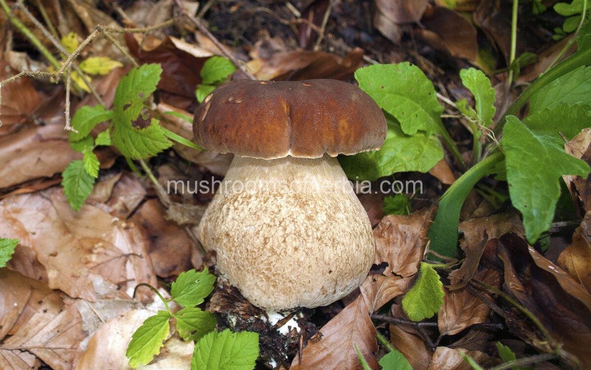 Boletus reticulatus - Porcini Mushroom Photo