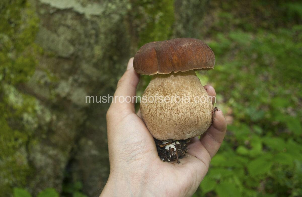 High-quality photo of young Boletus reticulatus (Summer Bolete) with a velvety brown cap and pale reticulated stem, photographed in a beech forest.