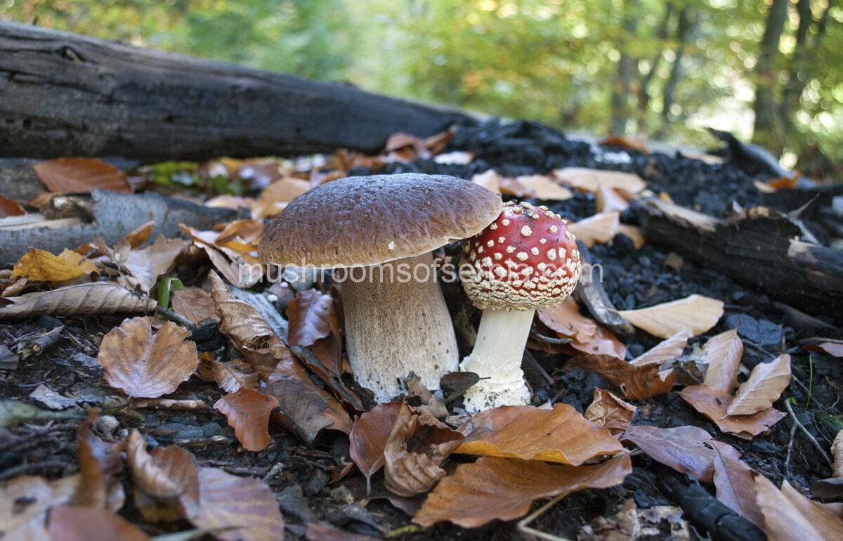 High-quality mushroom photograph showing Boletus edulis (king bolete) and Amanita muscaria (fly agaric) growing next to each other, available for digital download.