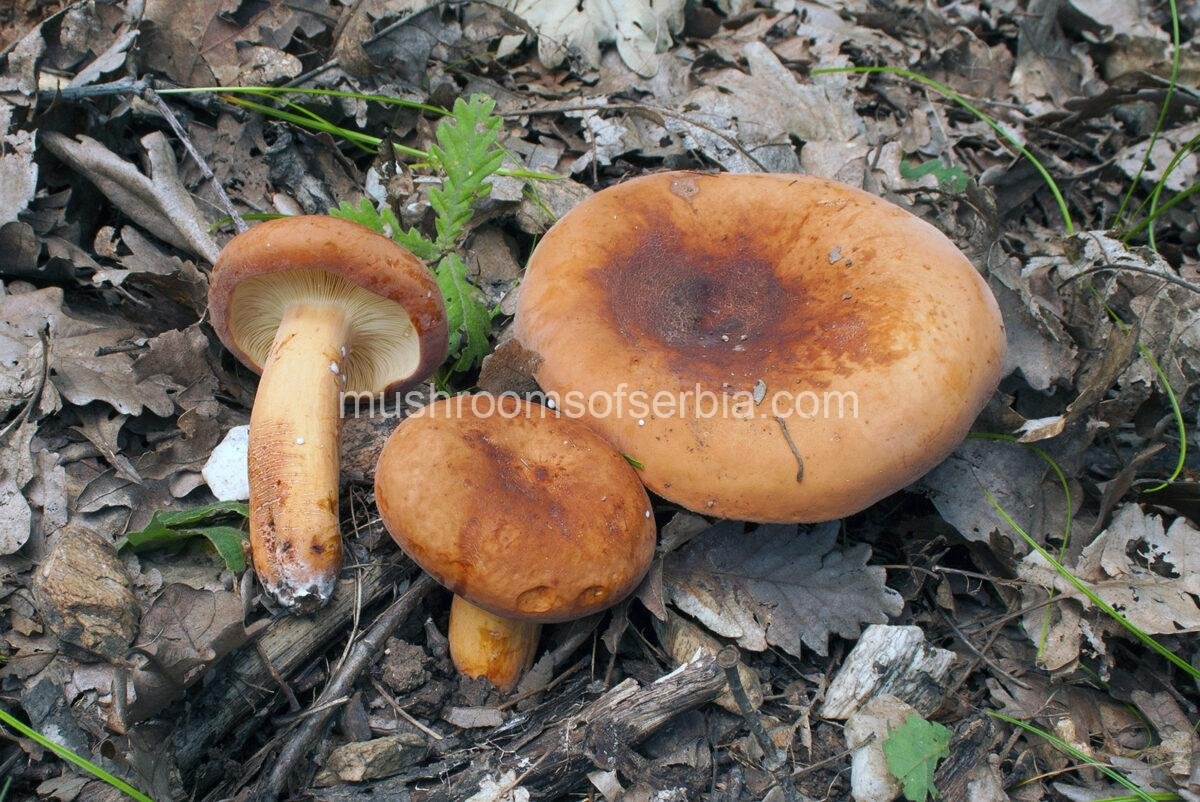 The Voluminous Milk Cap (Lactarius volemus), an edible mushroom with a fishy odor and sweet-tasting white milk, photographed in an oak forest.