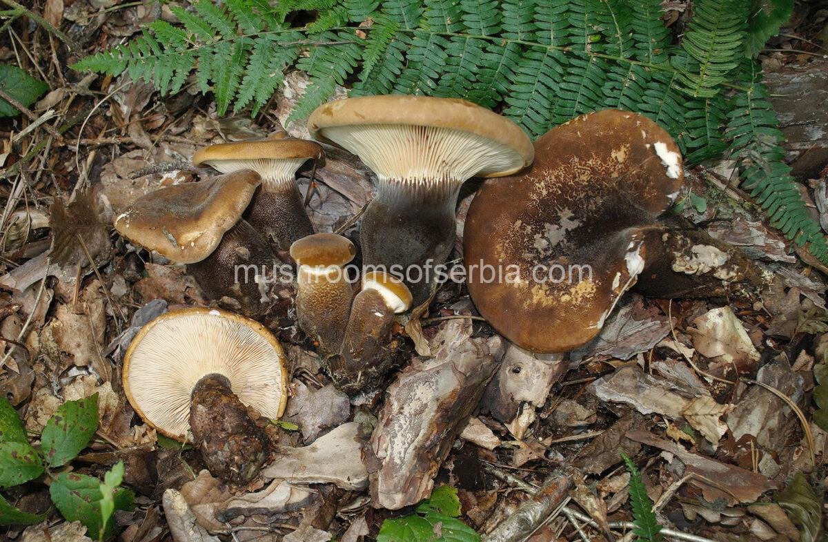 High-quality mushroom photograph showing Tapinella atrotomentosa (velvet roll-rim), available for digital download.